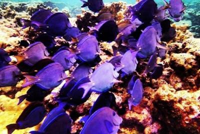 Roatan Land and Sea Excursion