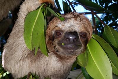 Roatan Shore Excursion: Monkeys & Sloths Park Encounter 