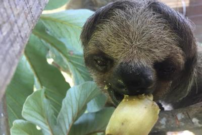 Roatan Shore Excursion: Monkeys, Sloths, and Snorkel Adventure Roatan Shore Excursion: Monkeys, Sloths, and Snorkel Adventure