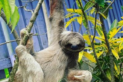 Awesome Iguana, Sloth & Monkey Encounter 