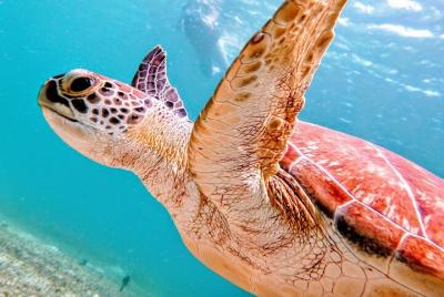 Culebra Island Kayak and Snorkel with Turtles Adventure