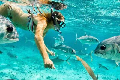 Shore Excursion: Roatan Guided Snorkel Tour in Roatan with Lunch