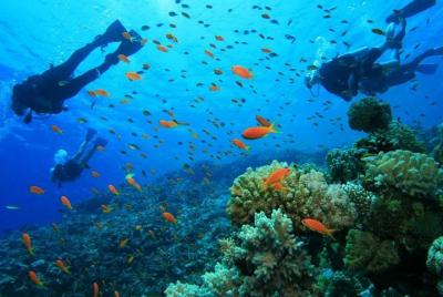 1 tank fun dive from West Side of island including ground transpo
