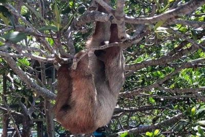 Monkeys & Sloth Hangout Monkeys & Sloth Hangout