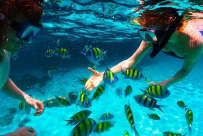 West Bay Aquarium Snorkeling, Chocolate & Rum Factory, City Tour 