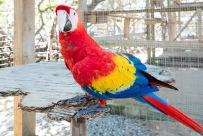 Shore Excursion: Daniel Johnson Monkey/Sloth Hang-out and City To