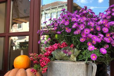 4 hours Wine and Nature Tour Szentendre 4 hours Wine and Nature Tour Szentendre
