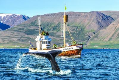 Whale Watching Tour on board a Traditional Oak Ship from Hjalteyr Whale Watching Tour on board a Traditional Oak Ship from Hjalteyr