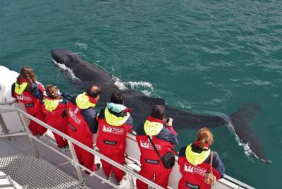 Whale Watching from Downtown Akureyri Whale Watching from Downtown Akureyri