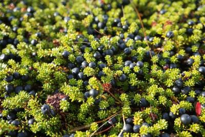 Picking wild berries and making your own jam