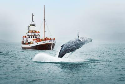 Breathtaking nature of Isafjardardjup bay on whale watching join- Breathtaking nature of Isafjardardjup bay on whale watching join-