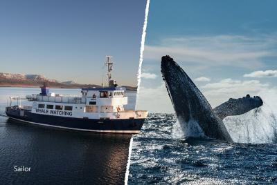 Whale Watching and Marine Life Tour in Faxafloi Whale Watching and Marine Life Tour in Faxafloi