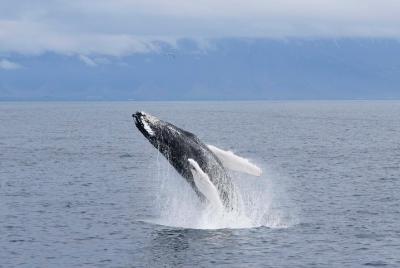 Whale-Watching Tour from Reykjavik
