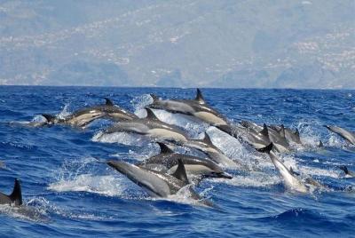 Whale and Dolphin Watching in Calheta, Madeira Island