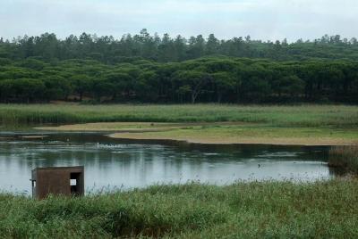 Bird Watching in Albufeira Lagoon