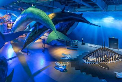 Whales Of Iceland Admission Ticket Whales Of Iceland Admission Ticket