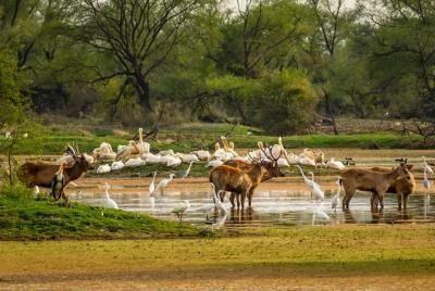 Day Trip to Bharatpur Bird sanctuary from Agra - A Guided Experience Day Trip to Bharatpur Bird sanctuary from Agra - A Guided Experience