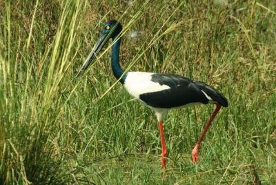 Day Trip to Bird Sanctuary Bharatpur from Agra Day Trip to Bird Sanctuary Bharatpur from Agra