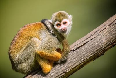 Full Day Private Tour to Bharatpur from Agra  Full Day Private Tour to Bharatpur from Agra