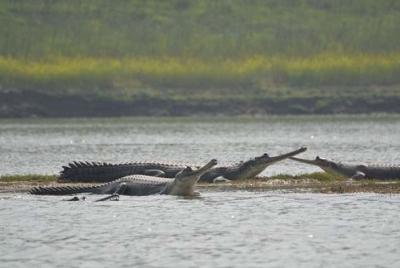 National Chambal Sanctuary and Alligator Day Tour from Agra National Chambal Sanctuary and Alligator Day Tour from Agra