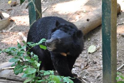 Visit Bear Rescue Center From Agra Visit Bear Rescue Center From Agra