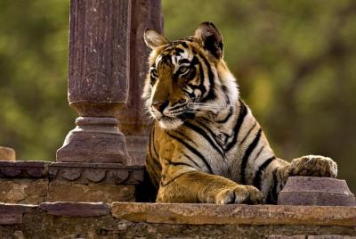 One Way Transfer From Agra To Jaipur With Ranthambore Tiger Wildlife Safari  One Way Transfer From Agra To Jaipur With Ranthambore Tiger Wildlife Safari