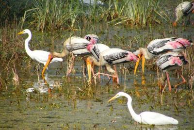 Private Transfer from Agra to Jaipur with Keoladeo Park Including Entry & Lunch Private Transfer from Agra to Jaipur with Keoladeo Park Including Entry & Lunch