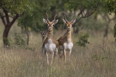 Same Day Jeep Safari For Blackbuck At National Chambal Sanctuary From Agra Same Day Jeep Safari For Blackbuck At National Chambal Sanctuary From Agra