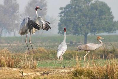 Jeep Safari For Sarus Cranes At National Chambal Sanctuary From Agra Jeep Safari For Sarus Cranes At National Chambal Sanctuary From Agra