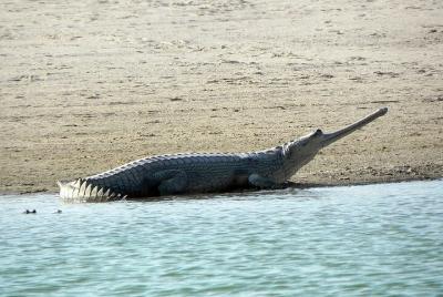 Same Day Trip To National Chambal Sanctuary From Agra With River Safari  Same Day Trip To National Chambal Sanctuary From Agra With River Safari