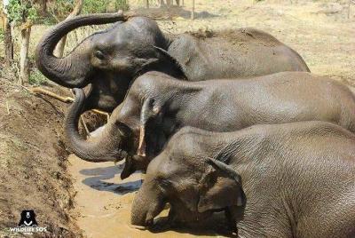 Full Day Tour of Elephant Conservation and Bear Rescue Center Full Day Tour of Elephant Conservation and Bear Rescue Center