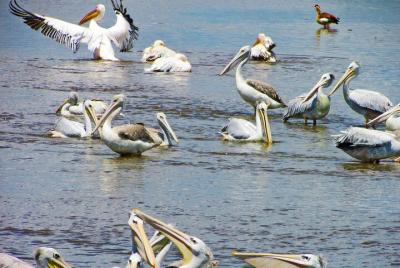 Day Trip – Birds & Animal Safari, Lake Nakuru, Naivasha & Crescent Nature Walk Day Trip – Birds & Animal Safari, Lake Nakuru, Naivasha & Crescent Nature Walk