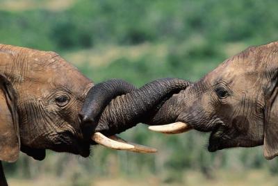 Kenya Migration & Great Rift Valley Lakes Safari Kenya Migration & Great Rift Valley Lakes Safari