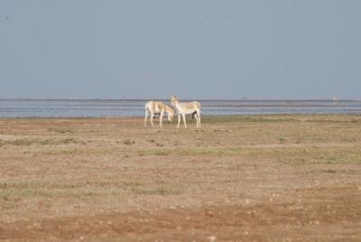 A Visit to The Rare Indian Wild Donkey - A Jeep Safari