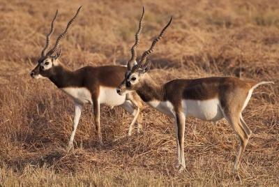 Blackbuck Safari from Ahmedabad (2 Days) Blackbuck Safari from Ahmedabad (2 Days)
