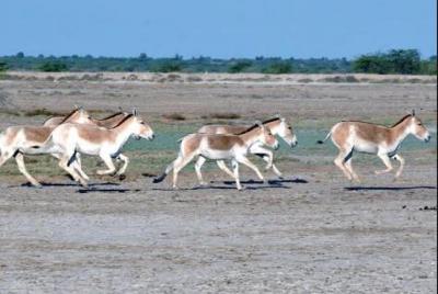 Overnight Trip To Little Rann Of Kutch From Ahmedabad Overnight Trip To Little Rann Of Kutch From Ahmedabad