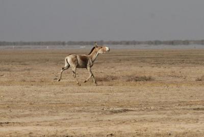 02 Nights & 03 Days Ahmedabad Tour with Little Rann of Kutch 02 Nights & 03 Days Ahmedabad Tour with Little Rann of Kutch