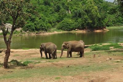 Bannerghatta National park (Pickup from hotel)