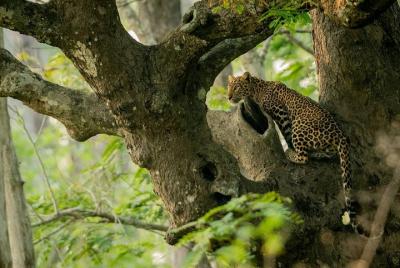 Kabini Nagarhole national park from Bangalore Kabini Nagarhole national park from Bangalore