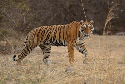 Bangalore to Nagarhole National Park Bangalore to Nagarhole National Park