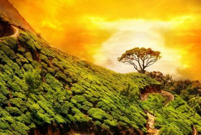 Wayanad Wildlife Heaven from Bangalore