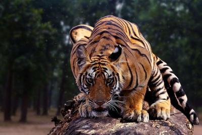 2N & 3D Incredible Madhya Pradesh Experience - Kanha National Park Ex Jabalpur 2N & 3D Incredible Madhya Pradesh Experience - Kanha National Park Ex Jabalpur