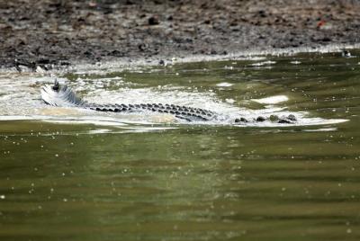 Bhitarkanika Mangrove Forest Tour (3 Days) Bhitarkanika Mangrove Forest Tour (3 Days)