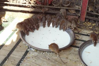 Deshnok Village Rat temple visit at Bikaner Deshnok Village Rat temple visit at Bikaner