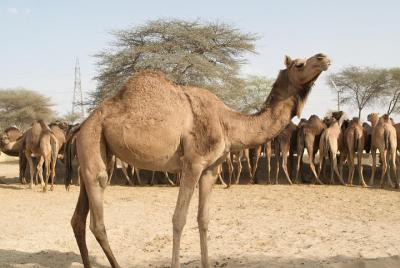 Bikaner Camel Breeding Farm & other Highlights Bikaner Camel Breeding Farm & other Highlights