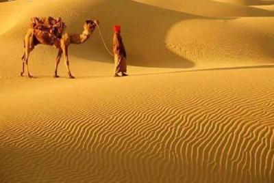 A Camel Safari Through The Thar Desert Sand Dunes Near Bikaner A Camel Safari Through The Thar Desert Sand Dunes Near Bikaner