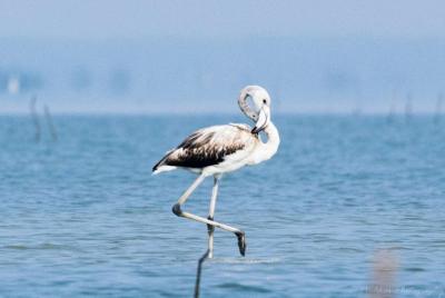Chennai, Curated Birding and Birding Photo Walk