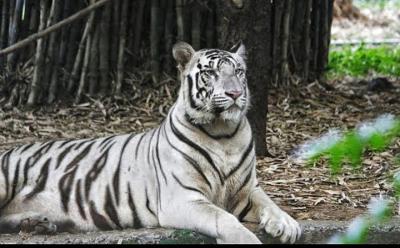 Trip to Visit Arignar Anna Zoological Park in Chennai Trip to Visit Arignar Anna Zoological Park in Chennai