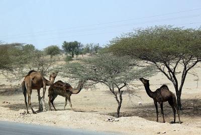 A Camel Safari with High Tea and Local Music A Camel Safari with High Tea and Local Music