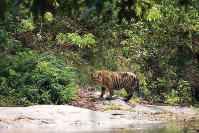 Parambikulam Tiger Reserve from Coimbatore Parambikulam Tiger Reserve from Coimbatore